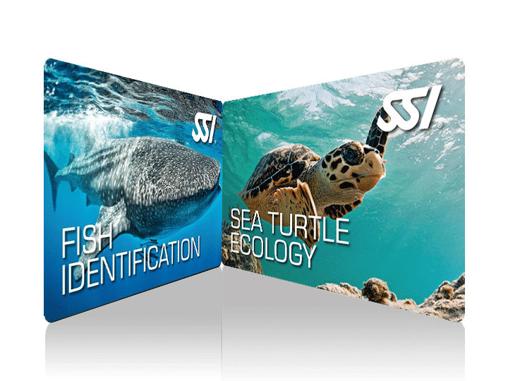 Fish Identification and Turtle Ecology