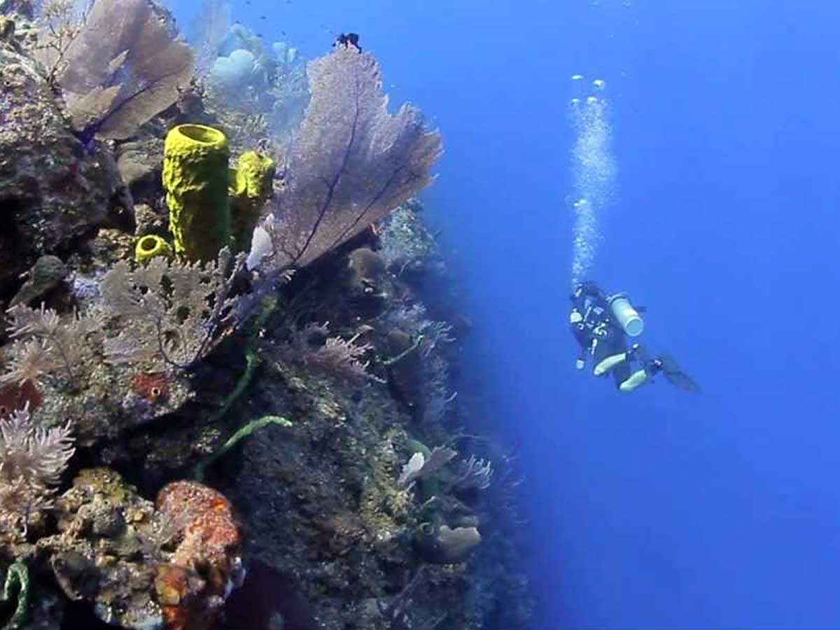 Little Cayman Harrys Dive Shop