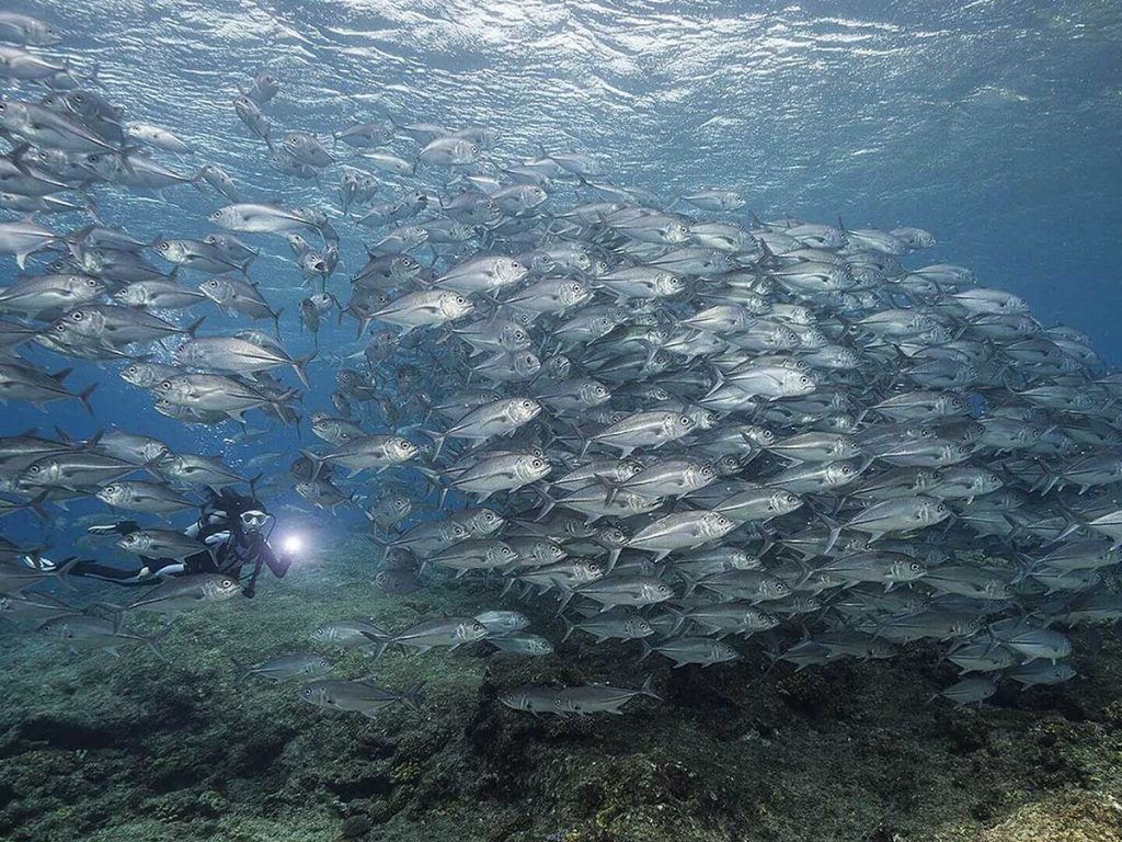 Fish school
