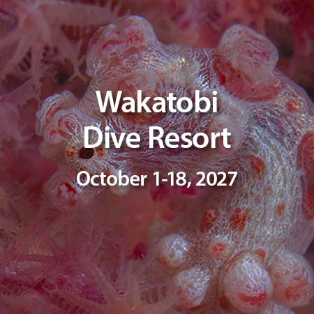 Wakatobi