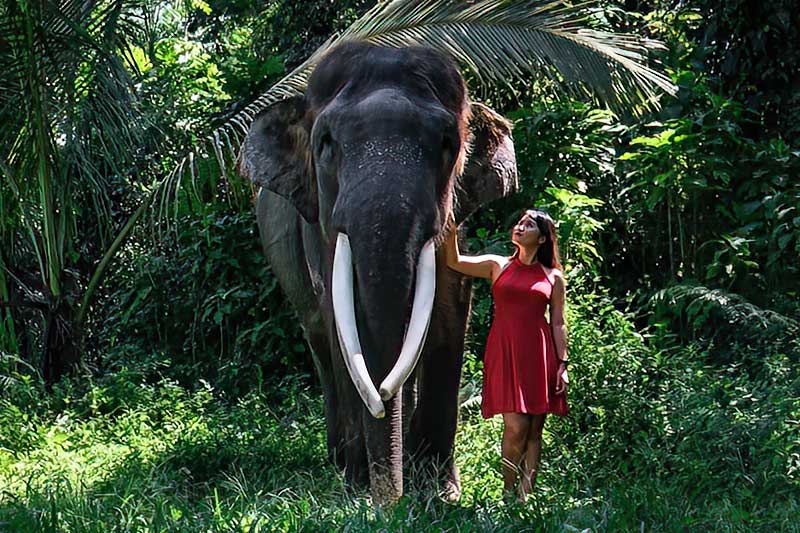 Elephant