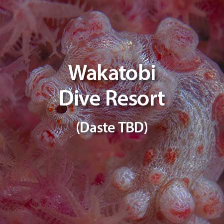 Wakatobi